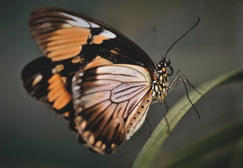 Butterfly Dilemmas